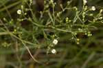 Canadian horseweed